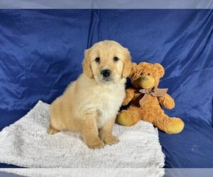 Medium Golden Retriever