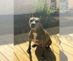 Small #4 American Pit Bull Terrier Mix