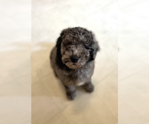 Poodle (Standard) Puppy for sale in FENTON, MO, USA