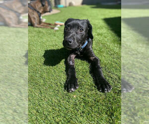 Philly - Male American Staffordshire Terrier-Labrador Retriever Mix Dog for Adoption - Photo #13