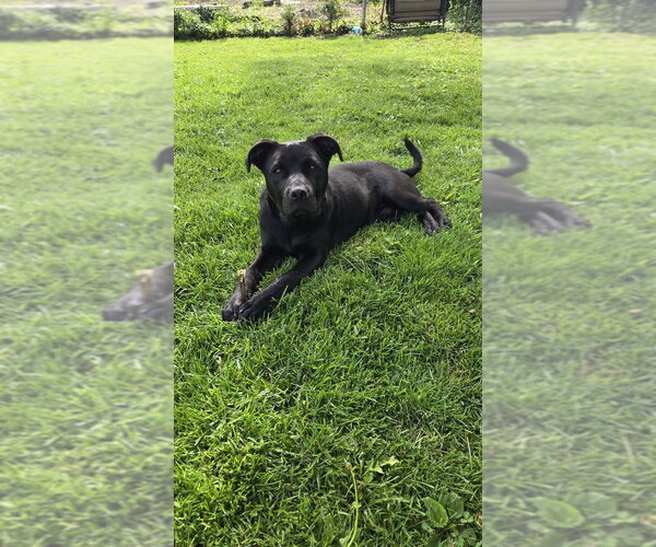 Medium Photo #3 Labrador Retriever-Unknown Mix Puppy For Sale in Aurora, IN, USA