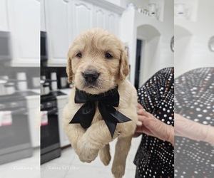 Medium Golden Retriever