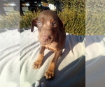 Small Photo #15 Doberman Pinscher Puppy For Sale in PASCO, WA, USA