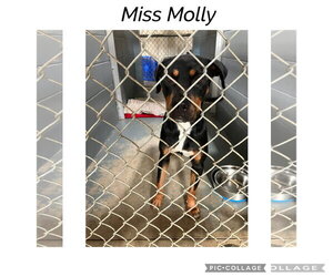 Rottweiler-Unknown Mix Dogs for adoption in Kewanee, IL, USA