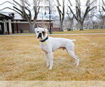 Small #2 Boxer