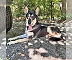 Small #4 German Shepherd Dog Mix