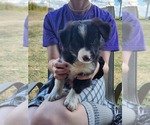 Puppy Rocky Border Collie