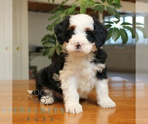 Bernedoodle (Miniature) Puppy for sale in LEOLA, PA, USA