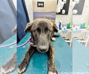 German Shepherd Dog-Unknown Mix Dogs for adoption in Mobile, AL, USA