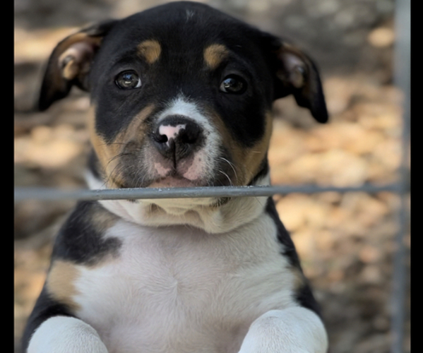 Medium Photo #1 American Bully Puppy For Sale in JASPER, FL, USA