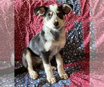 Small #2 Mutt
