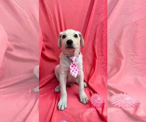 Labrador Retriever-Unknown Mix Dogs for adoption in NYC, NY, USA