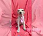Small #1 Labrador Retriever Mix