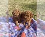 Small Photo #4 Poodle (Miniature) Puppy For Sale in LOXAHATCHEE, FL, USA