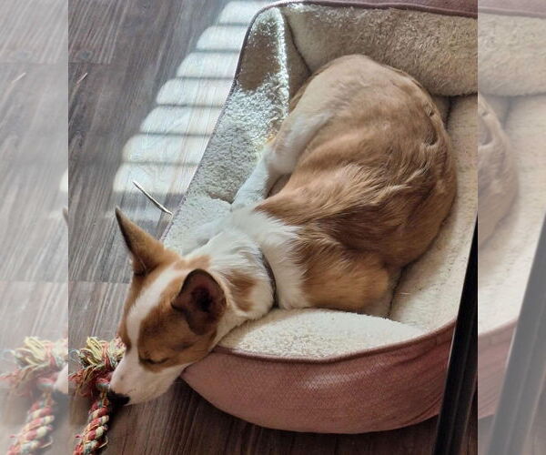 Medium Photo #4 Unknown-Welsh Corgi Mix Puppy For Sale in Grafton, WI, USA