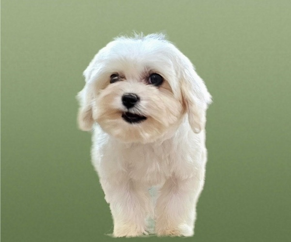 Medium Photo #11 Maltese-Zuchon Mix Puppy For Sale in SAN DIEGO, CA, USA