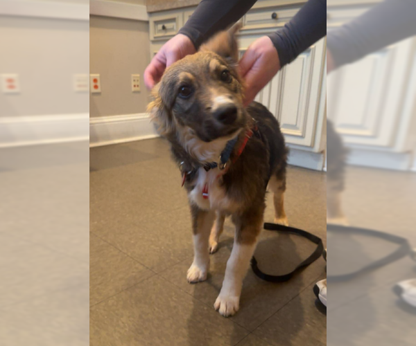 Medium Photo #2 Collie-Unknown Mix Puppy For Sale in Wakefield, RI, USA