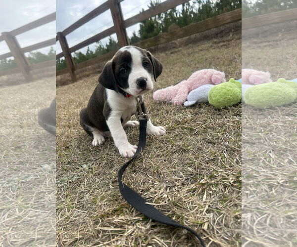 Medium Photo #3 Mutt Puppy For Sale in Tarrytown, GA, USA