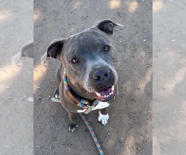 Medium Photo #6 American Pit Bull Terrier-Unknown Mix Puppy For Sale in phoenix, AZ, USA