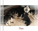 Small Photo #9 Siberian Husky Puppy For Sale in JACKSONVILLE, FL, USA