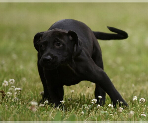 Medium Photo #2 Labrador Retriever-Unknown Mix Puppy For Sale in Mechanicsburg, PA, USA