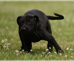 Small #1 Labrador Retriever Mix
