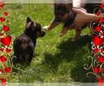 Small #41 Pembroke Welsh Corgi-Scottish Terrier Mix
