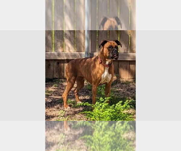 Medium Photo #3 Boxer Puppy For Sale in Austin, TX, USA