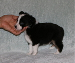 Small Photo #3 Miniature American Shepherd Puppy For Sale in LUCK, WI, USA