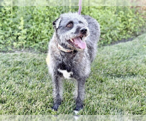 Medium Photo #1 Poodle (Miniature)-Unknown Mix Puppy For Sale in Ames, IA, USA