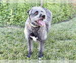 Small Poodle (Miniature) Mix
