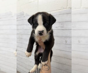 Australian Shepherd-Unknown Mix Dogs for adoption in San Bernardino, CA, USA