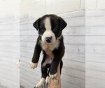 A597727 - Male Australian Shepherd-Unknown Mix Dog for Adoption - Small photo