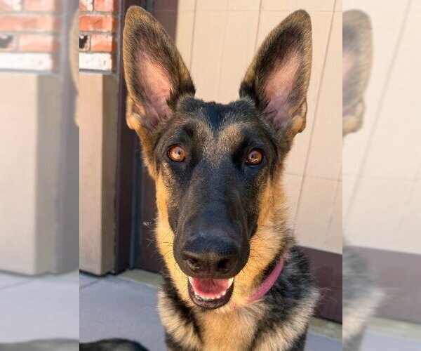 Medium Photo #13 German Shepherd Dog-Unknown Mix Puppy For Sale in Lake Forest, CA, USA