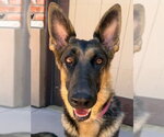 Small #12 German Shepherd Dog Mix