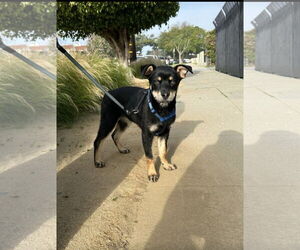 Australian Kelpie-Unknown Mix Dogs for adoption in Dana Point, CA, USA