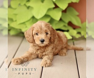 Goldendoodle (Miniature) Puppy for sale in LEOLA, PA, USA