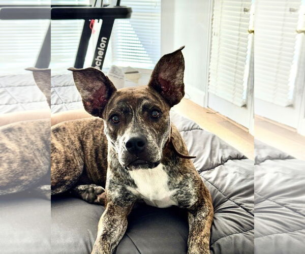 Medium Photo #1 Mutt Puppy For Sale in Euless, TX, USA