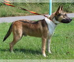 Small #3 Labrador Retriever Mix