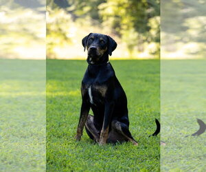Sitka~Fee sponsored! - Male Labrador Retriever-Unknown Mix Dog for Adoption - Photo #6