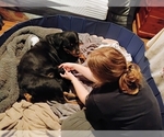 Small #2 Rottweiler