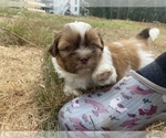Small Photo #23 Shih Tzu Puppy For Sale in VENETA, OR, USA