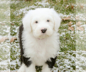 Old English Sheepdog Puppy for sale in GOSHEN, IN, USA