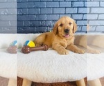Small #6 Golden Retriever