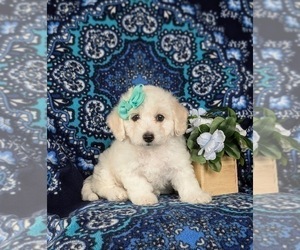 Bichon Frise Puppy for sale in CHRISTIANA, PA, USA