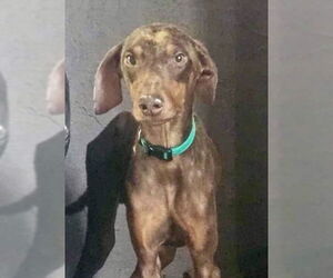 Mickey - Male Doberman Pinscher-Unknown Mix Dog for Adoption - Photo #6