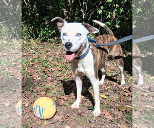 Grafix - Male American Pit Bull Terrier-Unknown Mix Dog for Adoption - Photo #15