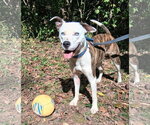 Small #14 American Pit Bull Terrier Mix