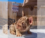 Small #2 French Bulldog