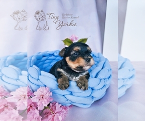 Morkie Puppy for sale in ORCHARDS, WA, USA